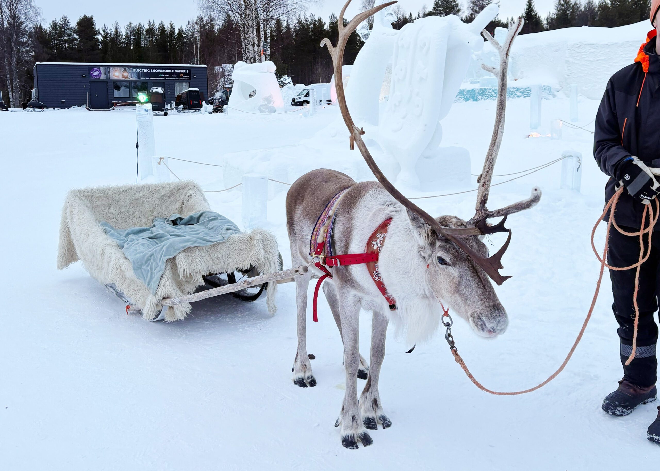 Reindeer sleigh wedding planning by Rovaniemi Weddings